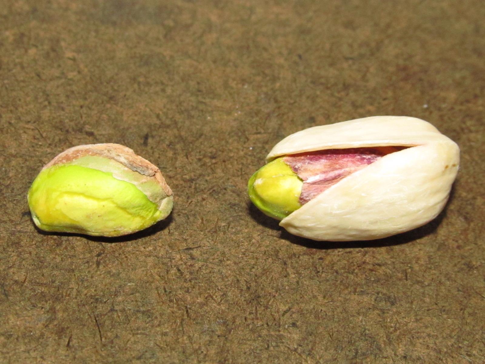 Premium Siirt Fıstığı