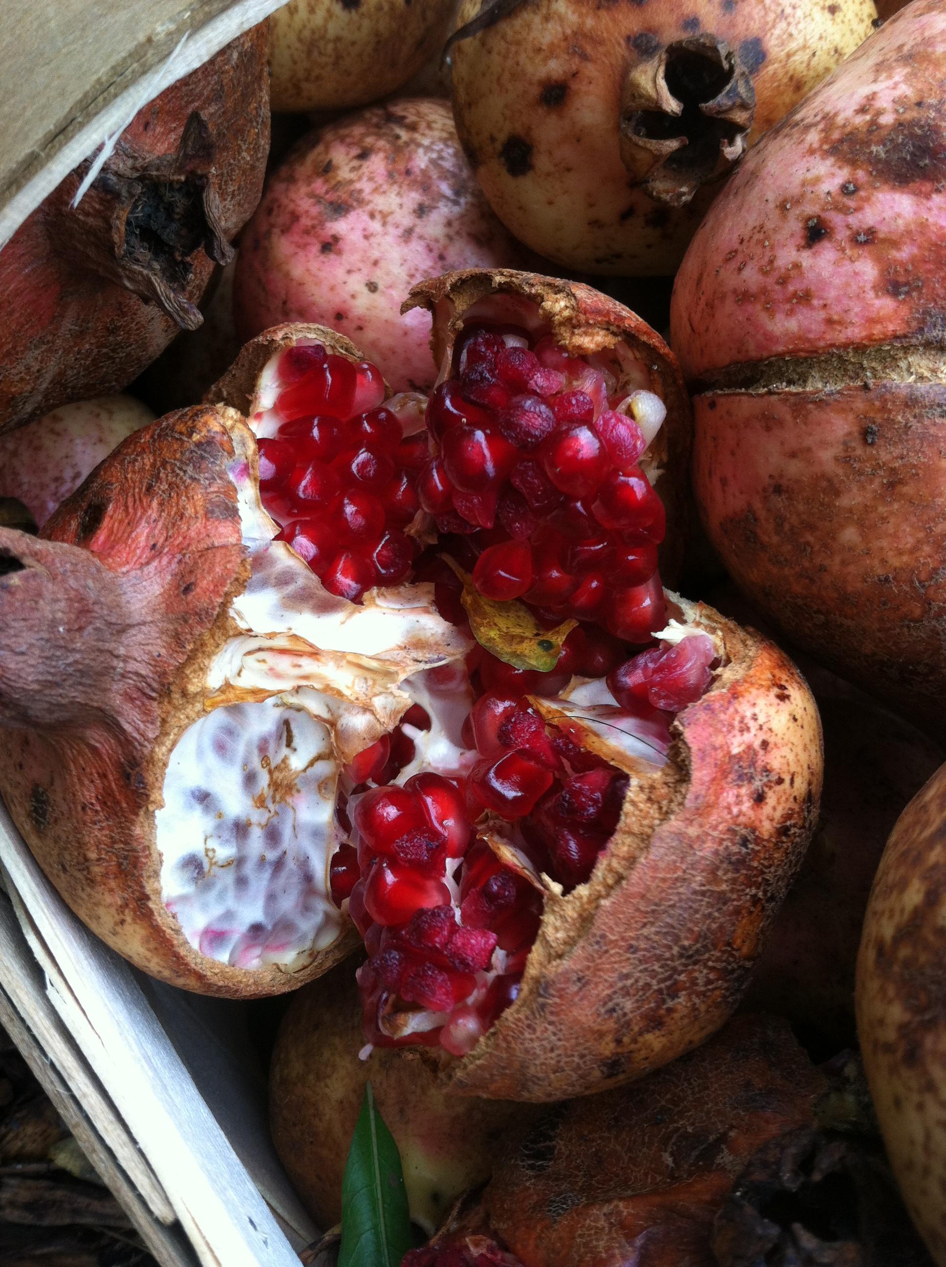 Meshur Siirt Zivzik nari 1 kg